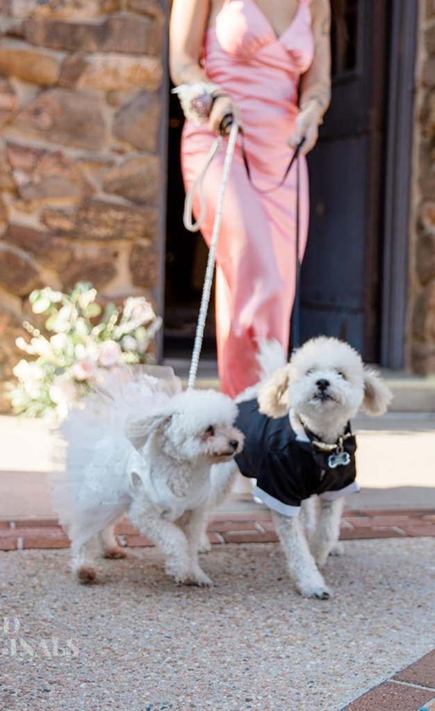 Two small white dogs walking down the aisle wearing wedding attire